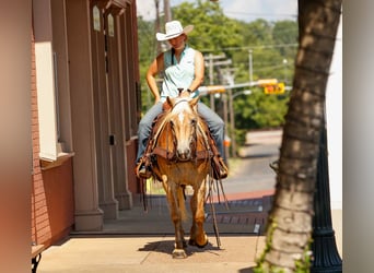 American Quarter Horse, Ruin, 6 Jaar, 140 cm, Palomino