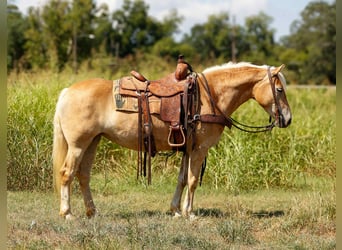 American Quarter Horse, Ruin, 6 Jaar, 140 cm, Palomino