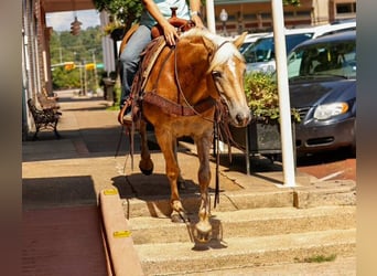 American Quarter Horse, Ruin, 6 Jaar, 140 cm, Palomino