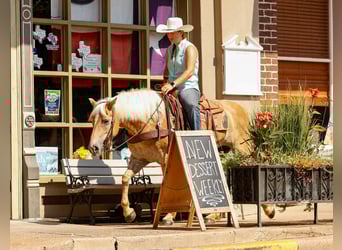 American Quarter Horse, Ruin, 6 Jaar, 140 cm, Palomino