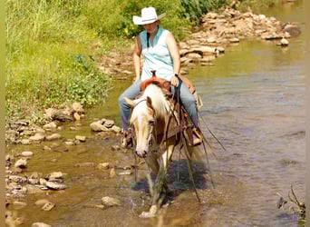 American Quarter Horse, Ruin, 6 Jaar, 140 cm, Palomino
