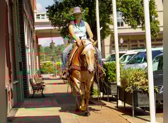 American Quarter Horse, Ruin, 6 Jaar, 140 cm, Palomino