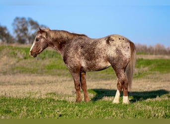 American Quarter Horse, Ruin, 6 Jaar, 140 cm, Roan-Red