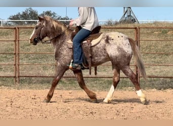 American Quarter Horse, Ruin, 6 Jaar, 140 cm, Roan-Red