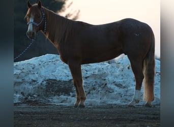 American Quarter Horse, Ruin, 6 Jaar, 140 cm, Roan-Red