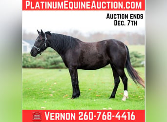 American Quarter Horse, Ruin, 6 Jaar, 140 cm, Zwart