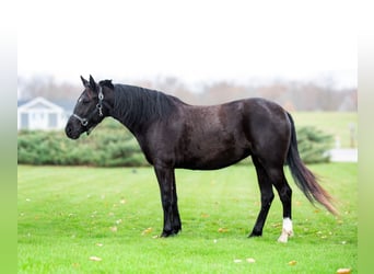 American Quarter Horse, Ruin, 6 Jaar, 140 cm, Zwart
