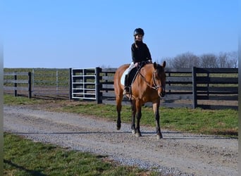 American Quarter Horse, Ruin, 6 Jaar, 142 cm, Falbe