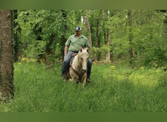 American Quarter Horse, Ruin, 6 Jaar, 142 cm, Palomino