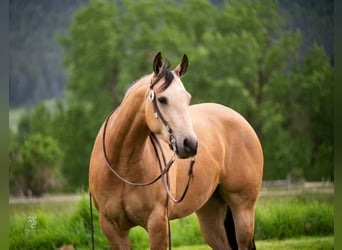 American Quarter Horse, Ruin, 6 Jaar, 145 cm, Buckskin