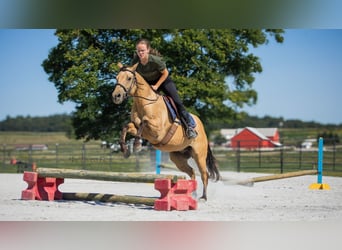 American Quarter Horse, Ruin, 6 Jaar, 145 cm, Buckskin