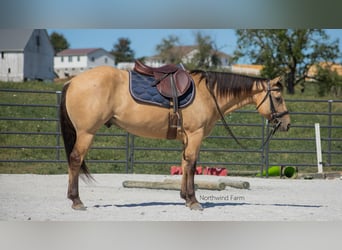 American Quarter Horse, Ruin, 6 Jaar, 145 cm, Buckskin