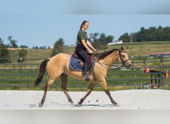 American Quarter Horse, Ruin, 6 Jaar, 145 cm, Buckskin