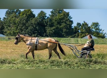 American Quarter Horse, Ruin, 6 Jaar, 145 cm, Buckskin