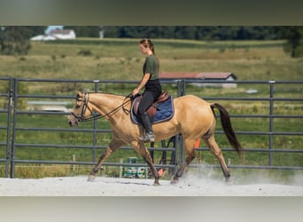 American Quarter Horse, Ruin, 6 Jaar, 145 cm, Buckskin