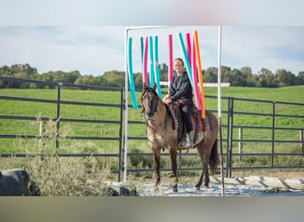 American Quarter Horse, Wallach, 6 Jahre, 145 cm, Grullo