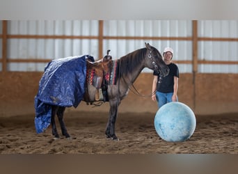 American Quarter Horse, Wallach, 6 Jahre, 145 cm, Grullo