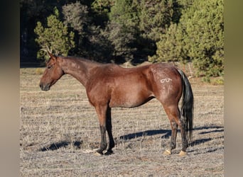 American Quarter Horse, Ruin, 6 Jaar, 145 cm, Roan-Bay