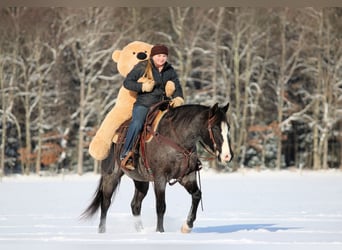 American Quarter Horse, Ruin, 6 Jaar, 145 cm, Roan-Blue