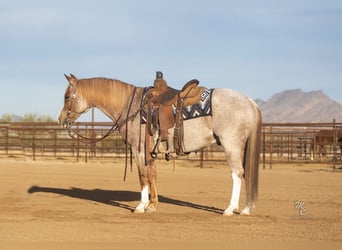 American Quarter Horse, Ruin, 6 Jaar, 145 cm, Roan-Red