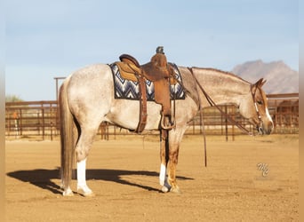 American Quarter Horse, Ruin, 6 Jaar, 145 cm, Roan-Red