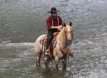 American Quarter Horse Mix, Ruin, 6 Jaar, 145 cm, Roan-Red