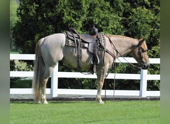 American Quarter Horse Mix, Ruin, 6 Jaar, 145 cm, Roan-Red