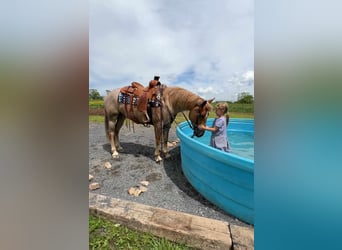 American Quarter Horse Mix, Ruin, 6 Jaar, 145 cm, Roan-Red