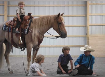 American Quarter Horse Mix, Ruin, 6 Jaar, 145 cm, Roan-Red