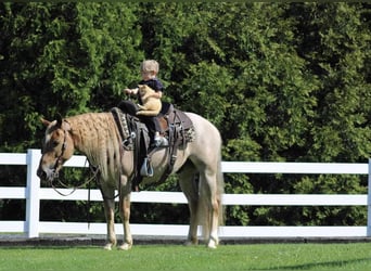 American Quarter Horse Mix, Ruin, 6 Jaar, 145 cm, Roan-Red