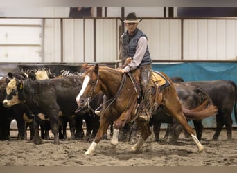 American Quarter Horse, Ruin, 6 Jaar, 145 cm, Roodvos