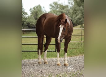 American Quarter Horse, Ruin, 6 Jaar, 145 cm, Roodvos