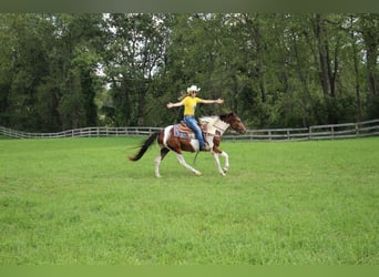 American Quarter Horse, Ruin, 6 Jaar, 145 cm, Tobiano-alle-kleuren