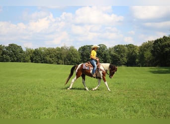 American Quarter Horse, Ruin, 6 Jaar, 145 cm, Tobiano-alle-kleuren