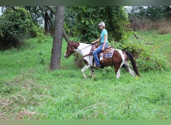 American Quarter Horse, Ruin, 6 Jaar, 145 cm, Tobiano-alle-kleuren