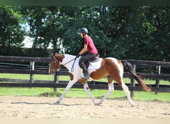 American Quarter Horse, Ruin, 6 Jaar, 145 cm, Tobiano-alle-kleuren