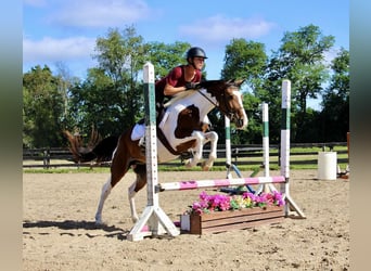 American Quarter Horse, Ruin, 6 Jaar, 145 cm, Tobiano-alle-kleuren