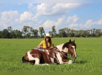 American Quarter Horse, Ruin, 6 Jaar, 145 cm, Tobiano-alle-kleuren