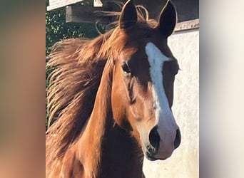 American Quarter Horse, Ruin, 6 Jaar, 145 cm, Vos