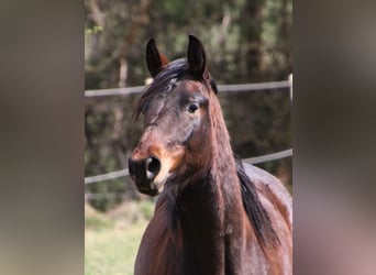 American Quarter Horse, Ruin, 6 Jaar, 147 cm, Bruin