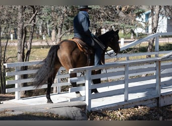 American Quarter Horse, Ruin, 6 Jaar, 147 cm, Buckskin