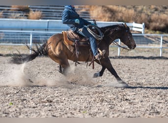 American Quarter Horse, Ruin, 6 Jaar, 147 cm, Buckskin