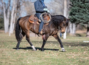 American Quarter Horse, Ruin, 6 Jaar, 147 cm, Buckskin