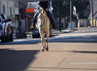 American Quarter Horse, Ruin, 6 Jaar, 147 cm, Cremello