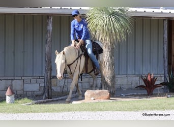 American Quarter Horse, Ruin, 6 Jaar, 147 cm, Cremello