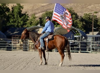 American Quarter Horse, Wallach, 6 Jahre, 147 cm, Dunkelfuchs