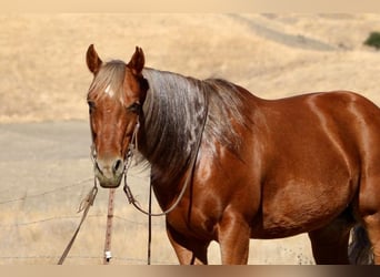 American Quarter Horse, Wallach, 6 Jahre, 147 cm, Dunkelfuchs