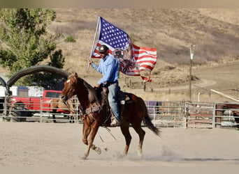 American Quarter Horse, Wallach, 6 Jahre, 147 cm, Dunkelfuchs