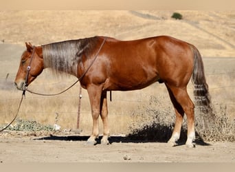 American Quarter Horse, Wallach, 6 Jahre, 147 cm, Dunkelfuchs