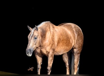 American Quarter Horse, Ruin, 6 Jaar, 147 cm, Palomino